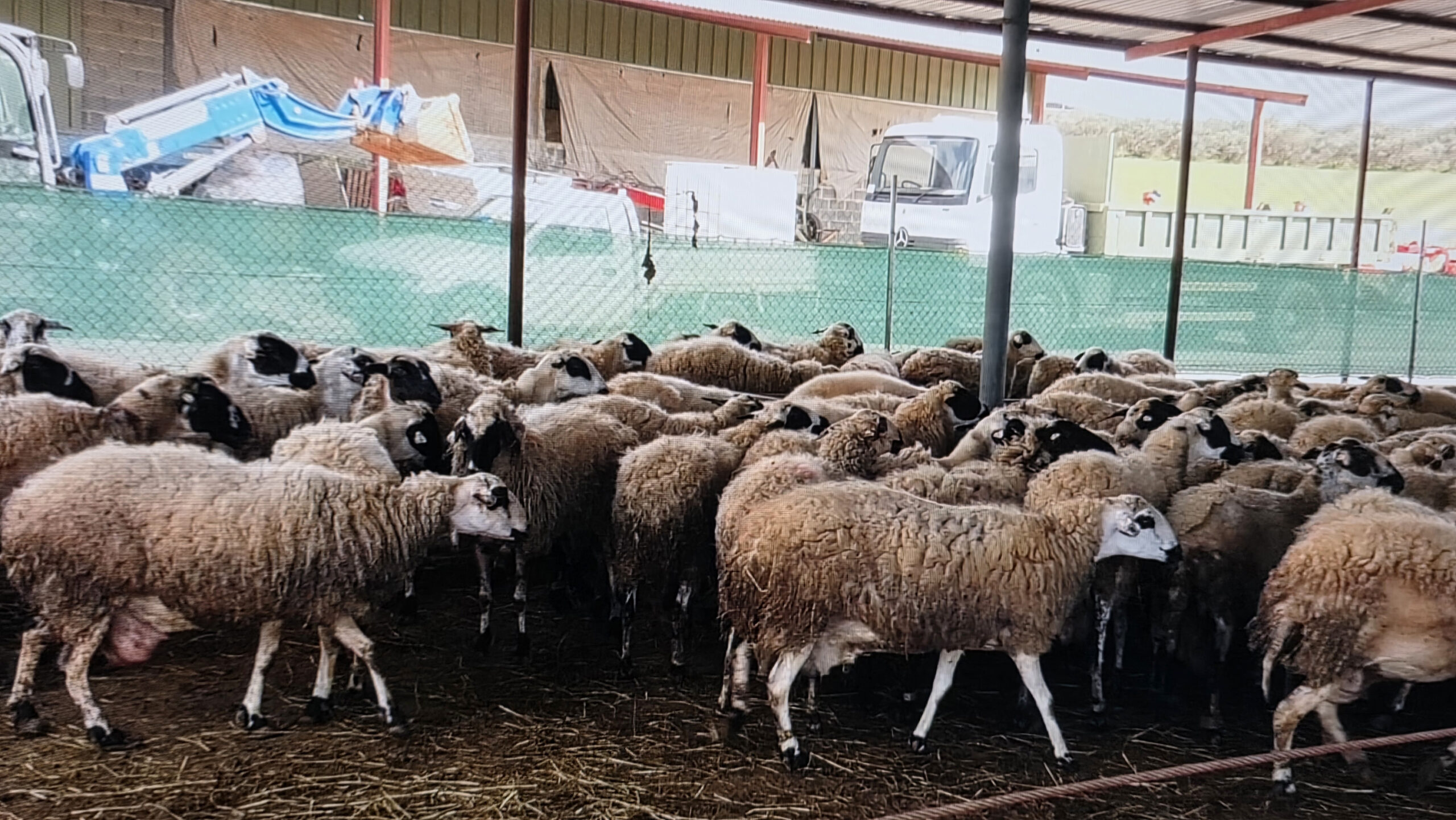 «Είναι τριπλάσια τα έξοδα»: Δραματική έκκληση κτηνοτρόφου για στήριξη μετά την «καραντίνα» ζώων