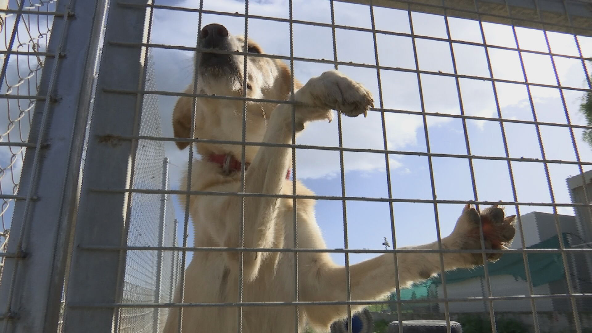 Άνοιξαν οι αιτήσεις για κρατική χορηγία σε οργανώσεις προστασίας ζώων