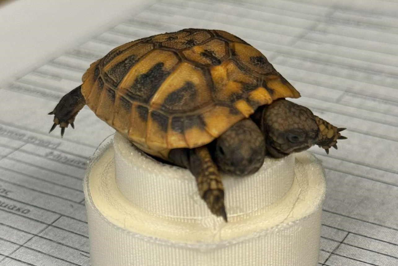 ΦΩΤΟ: Βρέθηκε σπάνια χελώνα με δύο κεφάλια στην Ελλάδα