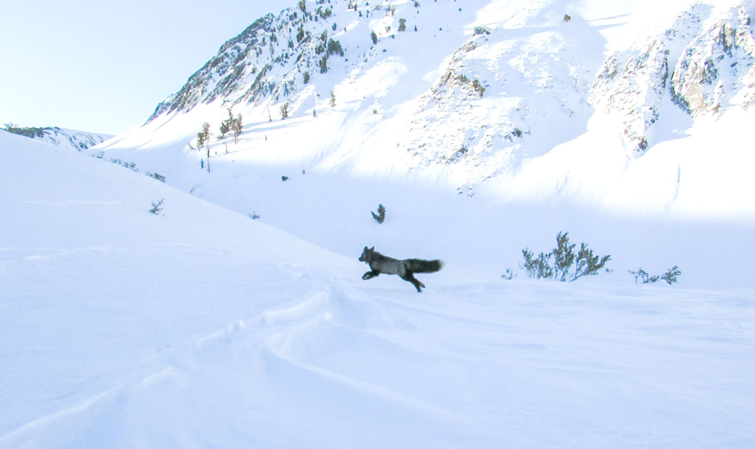 ΦΩΤΟ: Εξαιρετικά σπάνια αλεπού εντοπίστηκε για πρώτη φορά στην Σιέρα Νεβάδα, υπάρχουν μόνο 50 από το είδος της