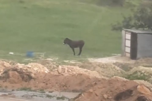 &Beta;&Iota;&Nu;&Tau;&Epsilon;&Omicron;: &Omicron;&rho;&gamma;ή &sigma;&tau;&omicron; &delta;&iota;&alpha;&delta;ί&kappa;&tau;&upsilon;&omicron;, &gamma;&alpha;ϊ&delta;&omicron;&upsilon;&rho;ά&kappa;&iota; &epsilon;&kappa;&tau;&epsilon;&theta;&epsilon;&iota;&mu;έ&nu;&omicron; &sigma;&epsilon; &kappa;&alpha;&tau;&alpha;&rho;&rho;&alpha;&kappa;&tau;ώ&delta;&eta; &beta;&rho;&omicron;&chi;ή