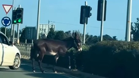 &Beta;&Iota;&Nu;&Tau;&Epsilon;&Omicron;: &Gamma;&alpha;ϊ&delta;&omicron;&upsilon;&rho;ά&kappa;&iota; &kappa;ό&beta;&epsilon;&iota; &beta;ό&lambda;&tau;&epsilon;&sigmaf; &sigma;&tau;&omicron;&upsilon;&sigmaf; &delta;&rho;ό&mu;&omicron;&upsilon;&sigmaf; &tau;&eta;&sigmaf; &Gamma;&epsilon;&rho;&omicron;&sigma;&kappa;ή&pi;&omicron;&upsilon;