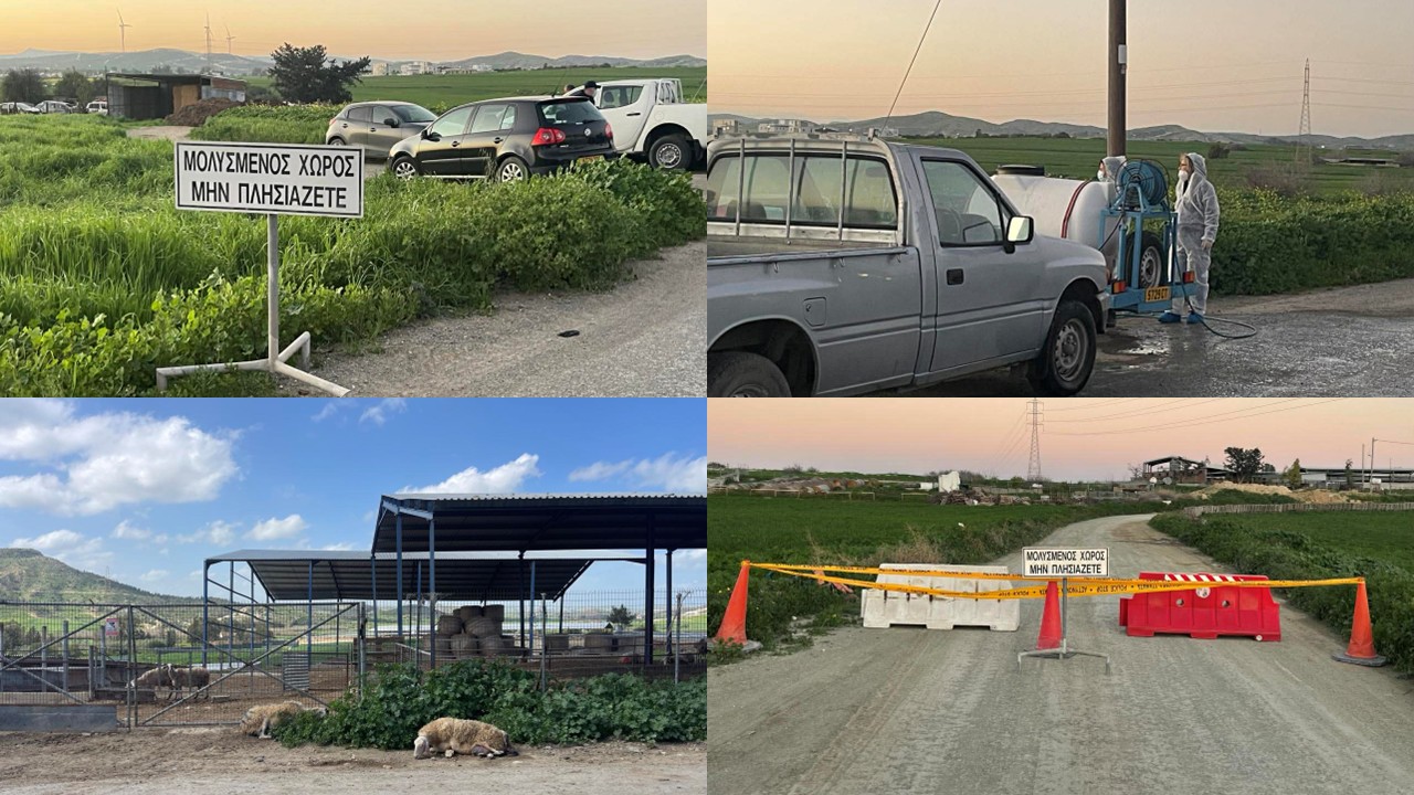 «Μας είπαν ήταν σταφυλόκοκκος, πέθαιναν 50 αρνιά τη μέρα»: Καταρρέουν οι κτηνοτρόφοι, αργός θάνατος για δεκάδες ζώα (ΦΩΤΟ/ΒΙΝΤΕΟ)