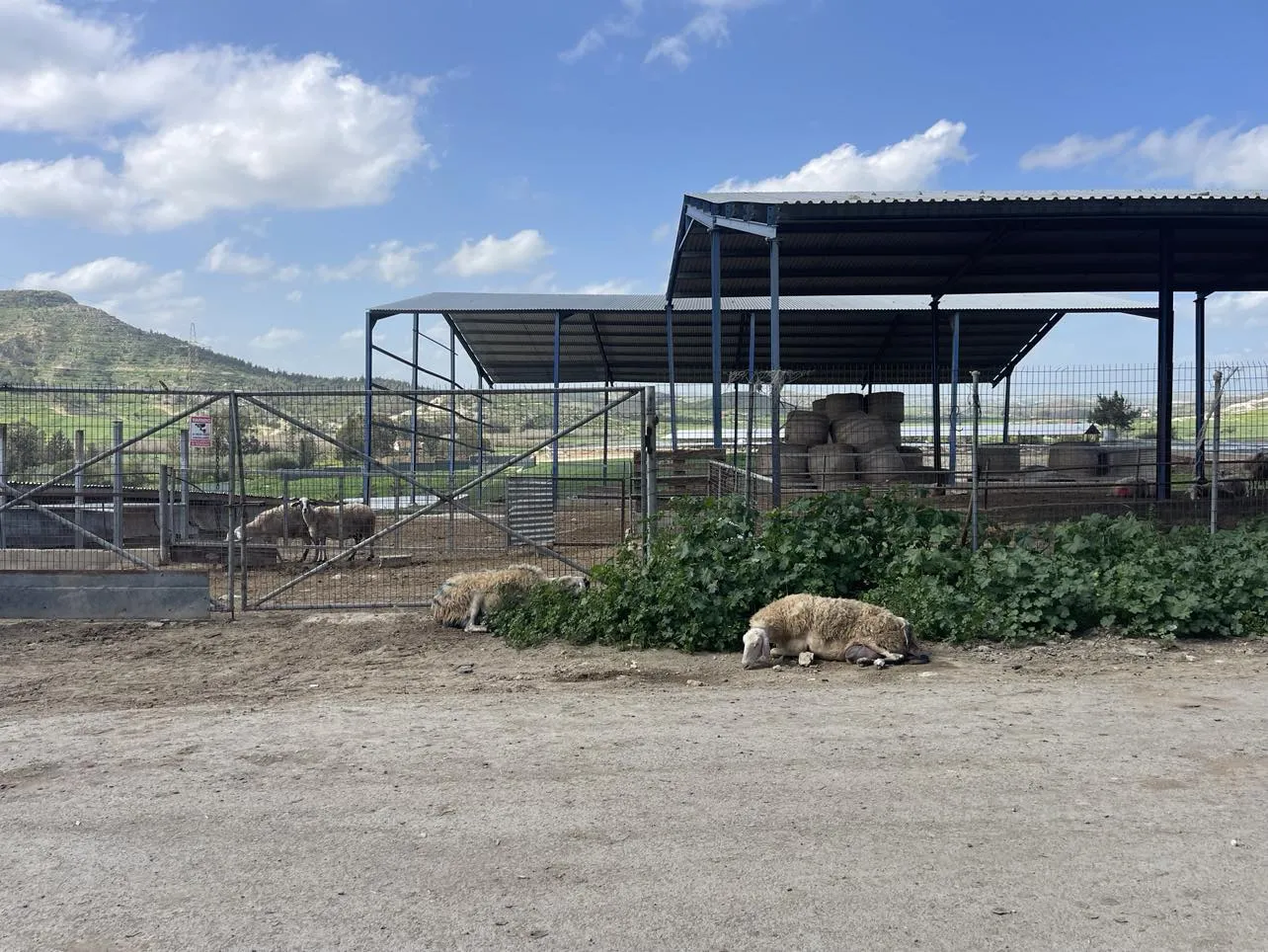 Αφθώδης πυρετός: Θανατώθηκαν 2.000 αιγοπρόβατα, φτάνουν εντός της ημέρας 529.000 εμβόλια από ΕΕ