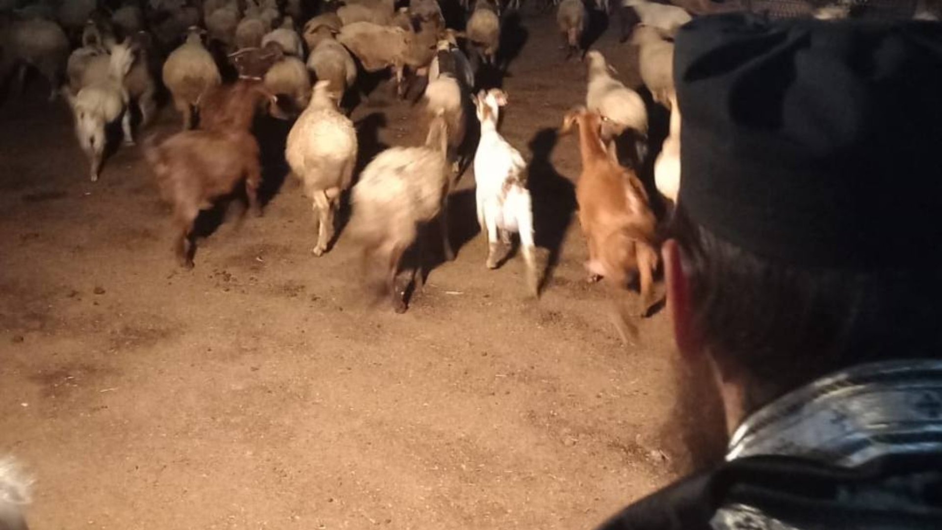 «Τηρήθηκαν τα πρωτόκολλα»: H απάντηση των Παλαιοημερολογιτών για τον αγιασμό σε φάρμα ζώων