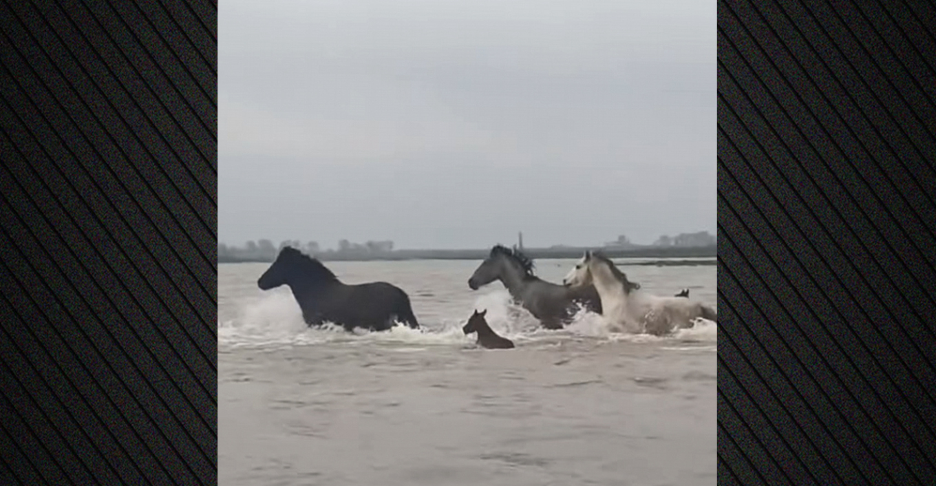 Μοναδικό βίντεο: Η στιγμή που άγρια άλογα διασχίζουν τα ορμητικά νερά του Έβρου