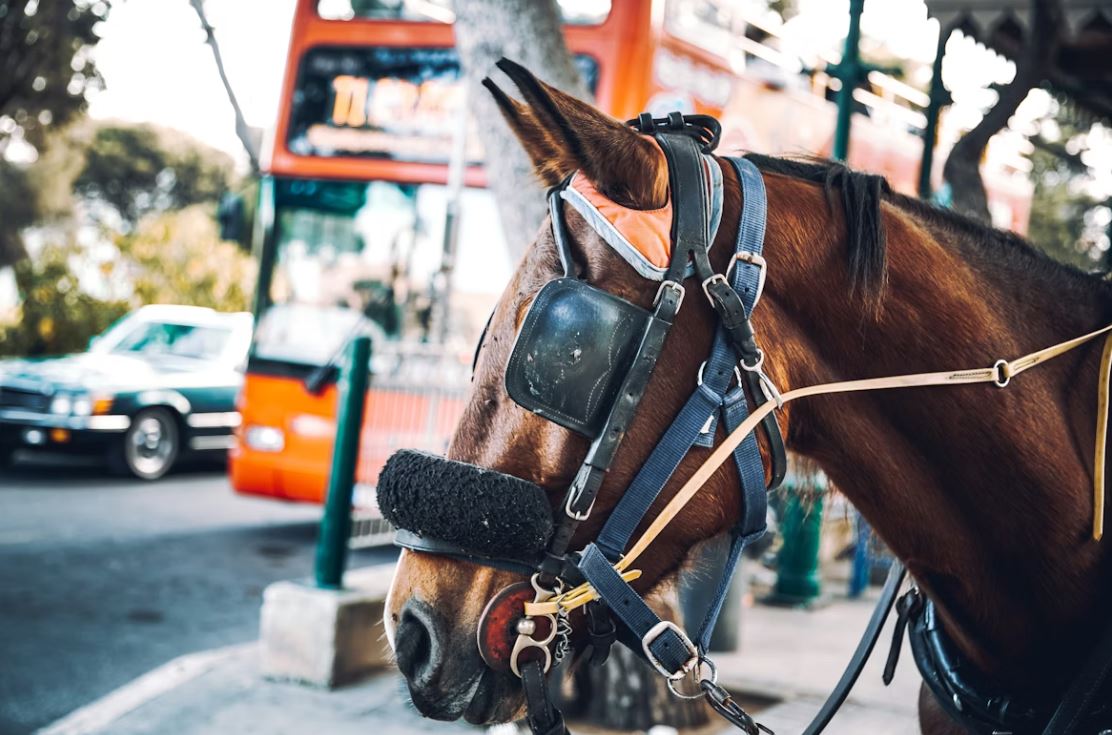 Το άλογο γίνεται όχημα: Αλλάζουν επτά άρθρα της νομοθεσίας και τα φέρνουν στο σήμερα