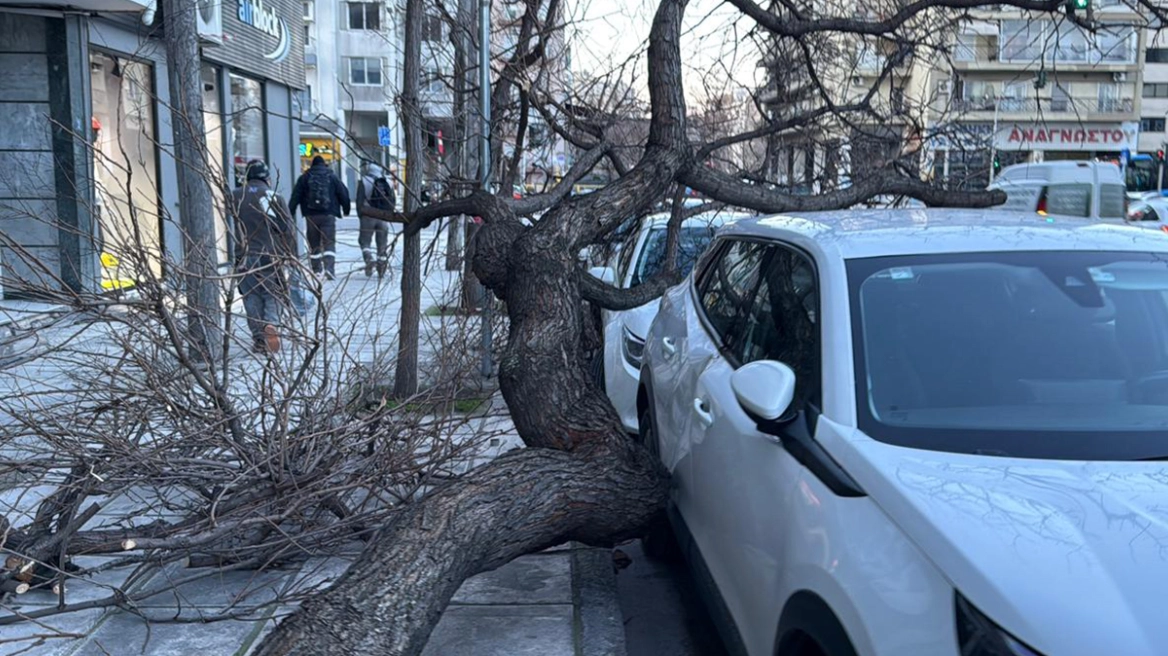 Σαρώνει η κακοκαιρία: Πτώσεις δέντρων σε Κρήτη – Θεσσαλονίκη λόγω ισχυρών ανέμων, πλημμύρισε η Πάρος