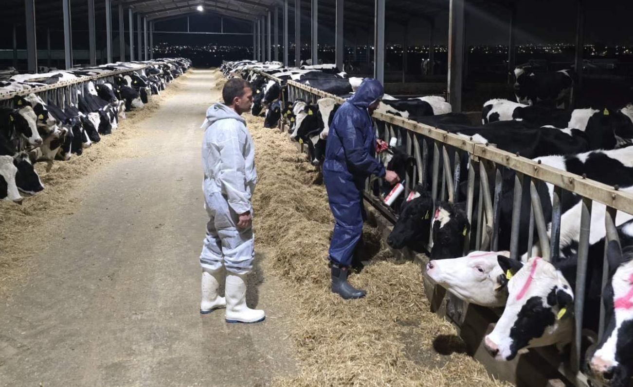 ΦΩΤΟ: Σε φάρμες αγελάδων στην Αραδίππου οι πρώτοι εμβολιασμοί για αφθώδη πυρετό
