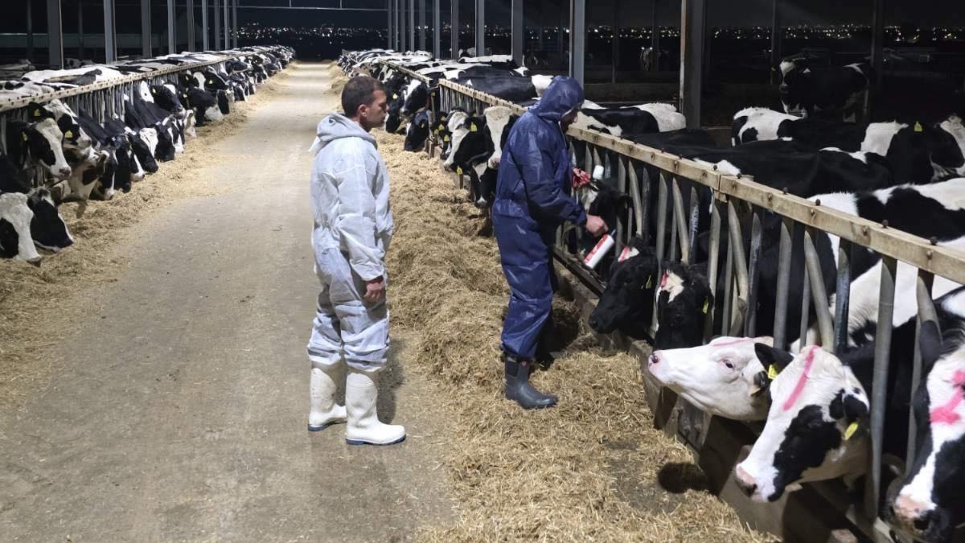 «Stand still»: Η οδηγία των Κτηνιατρικών Υπηρεσιών που ρίχνει λάδι στη «φωτιά» του αφθώδους πυρετού