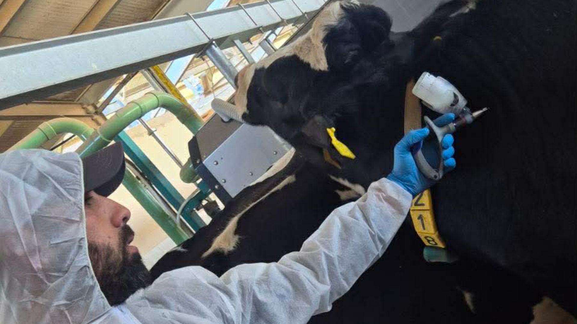 Αφθώδης πυρετός: Εξήγησαν στους κτηνοτρόφους το πλάνο εμβολιασμού, κίνδυνος για χοιρινό κρέας