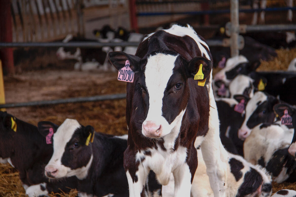 Παραδόθηκαν 500.000 δόσεις εμβολίων κατά του αφθώδους πυρετού για τα κατεχόμενα