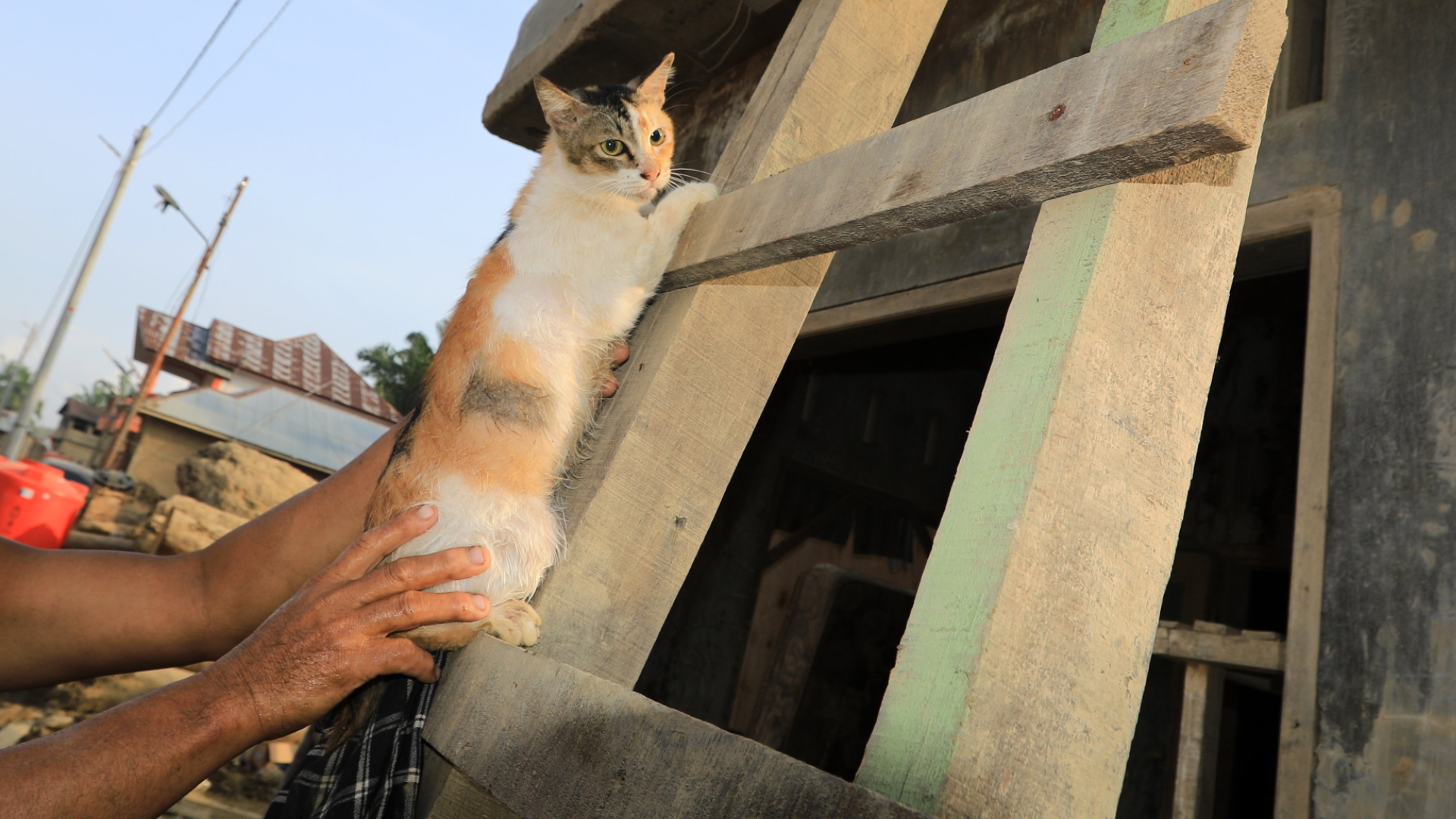 «Τ’ άρπαξε με τη βία»: Καταγγελίες για κύκλωμα που απαγάγει γάτους και τους πουλά στο εξωτερικό