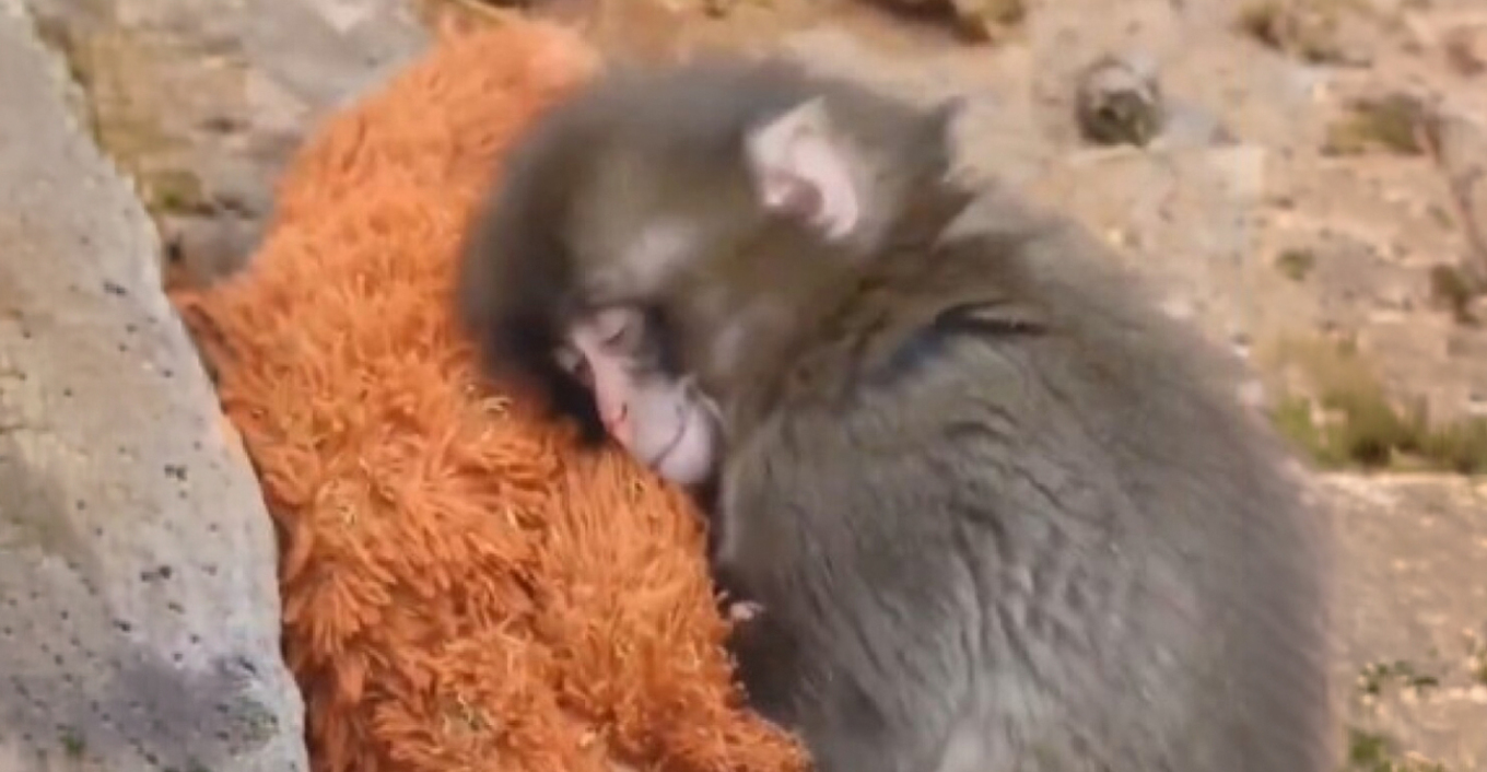 Συγκινητικό βίντεο: Μαϊμουδάκι έξι μηνών βρίσκει παρηγοριά σε λούτρινο παιχνίδι μετά την απόρριψη από τη μητέρα του