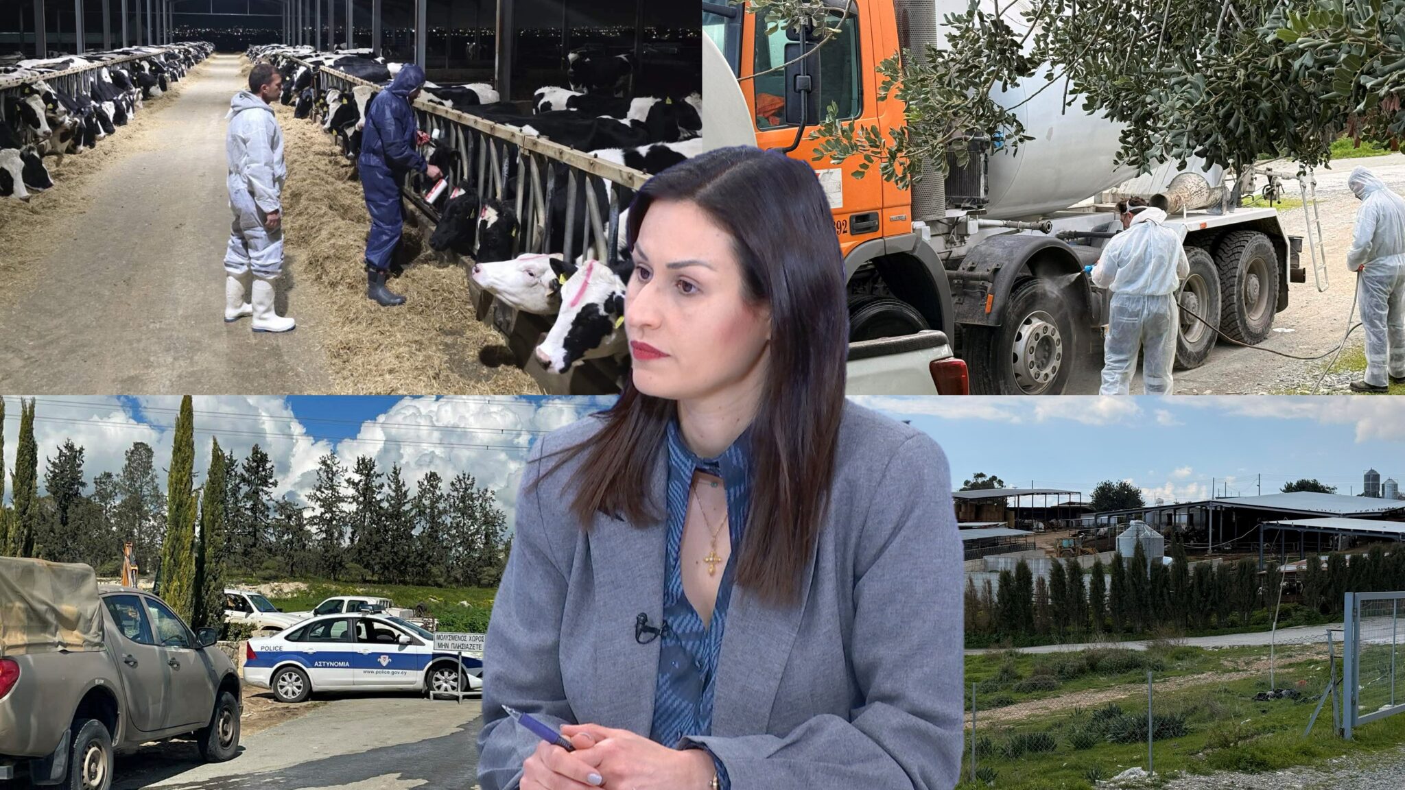 Αφθώδης πυρετός: Σε «αναμμένα κάρβουνα» η κτηνοτροφία, στη μέση η Υπουργός για τις μαζικές θανατώσεις