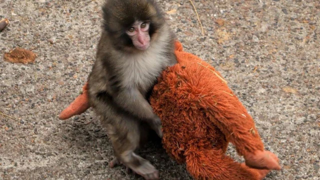 Γιατί ο Punch συγκίνησε τον πλανήτη; Οι ψυχολογικές προεκτάσεις «πίσω» από το βίντεο που έγινε viral