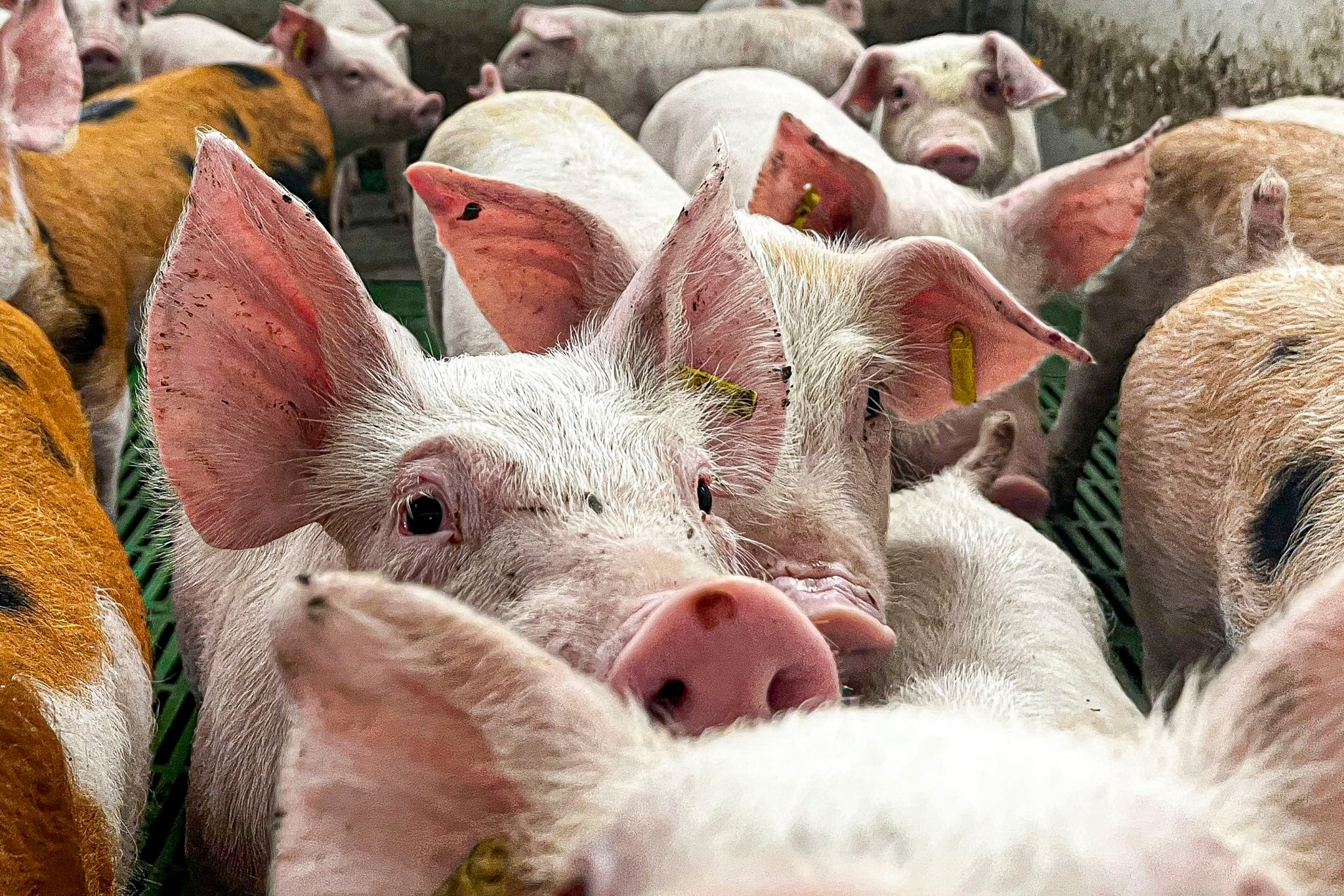 «Θα στιγματιστεί η χώρα»: SOS από τους χοιροτρόφους για τους εμβολιασμούς κατά του αφθώδους πυρετού