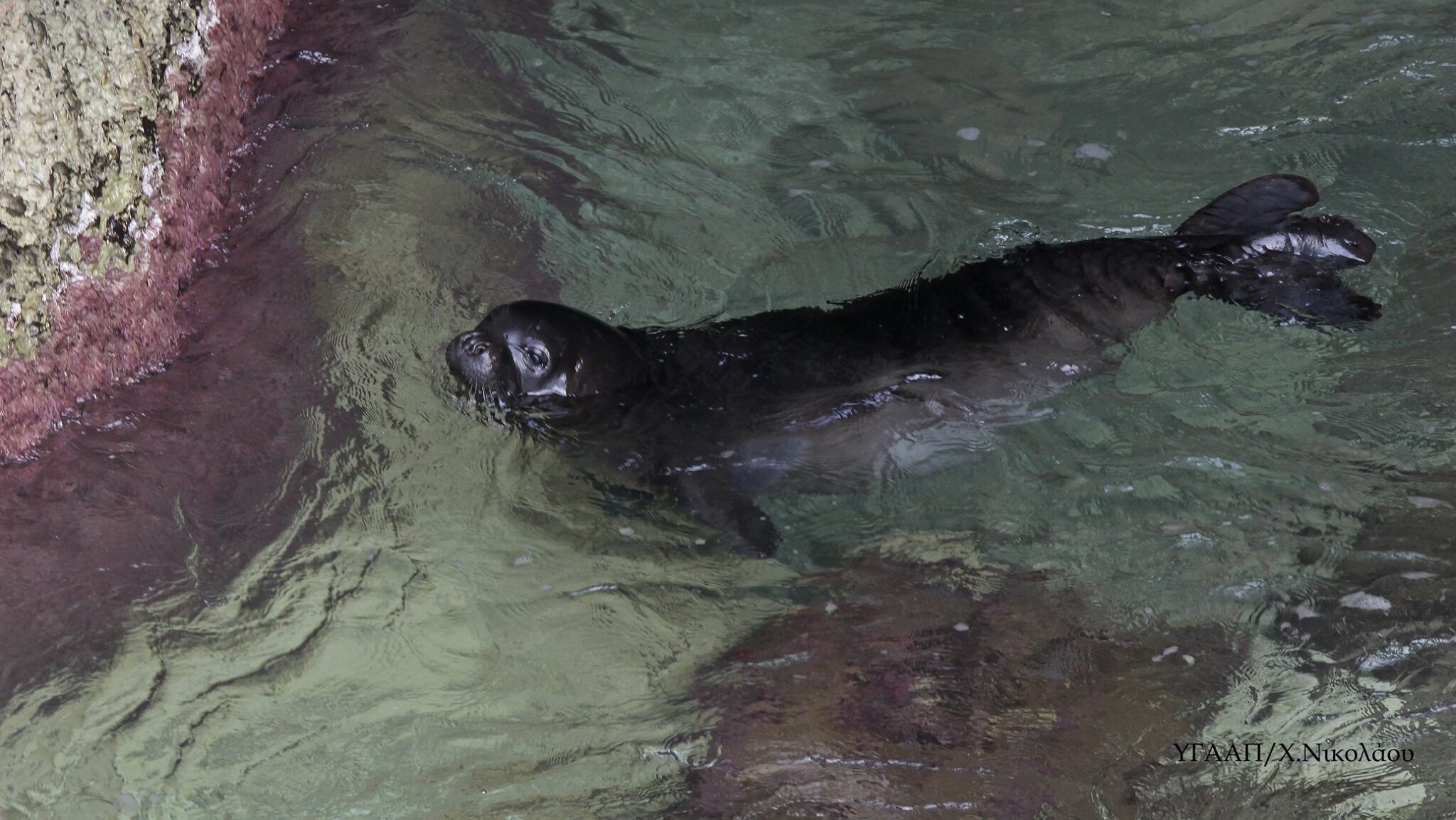 Τι έδειξε η νεκροτομή στην Ίριδα, τη φώκια που ξεβράστηκε στην περιοχή του Λατσιού