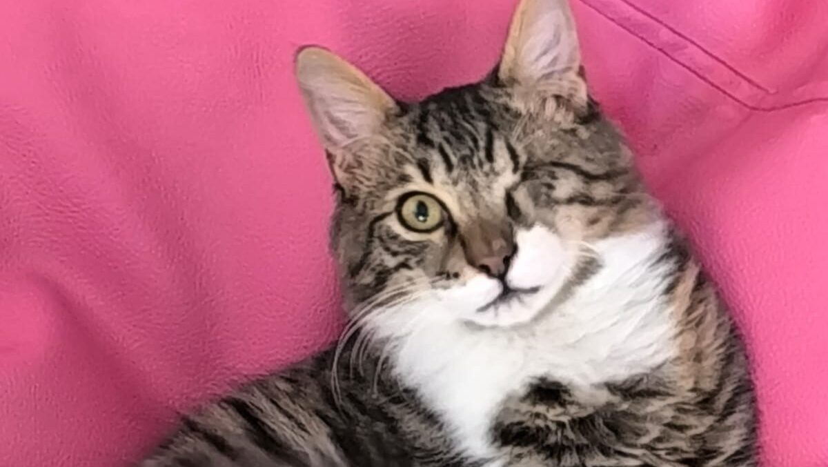 Αγωνία για τον Bibi: Χάθηκε σε πτήση από το αεροδρόμιο Λάρνακας με σταθμό στην Αθήνα