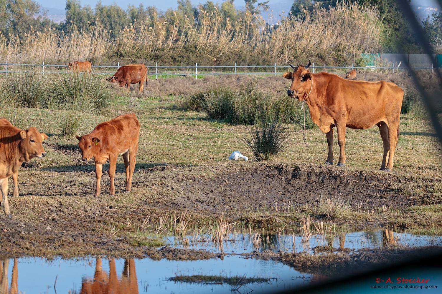 Εμβολιάστηκε η «Κυπριακή Βάλτα» κατά του αφθώδους πυρετού, λαμβάνουν μέτρα οι Βάσεις