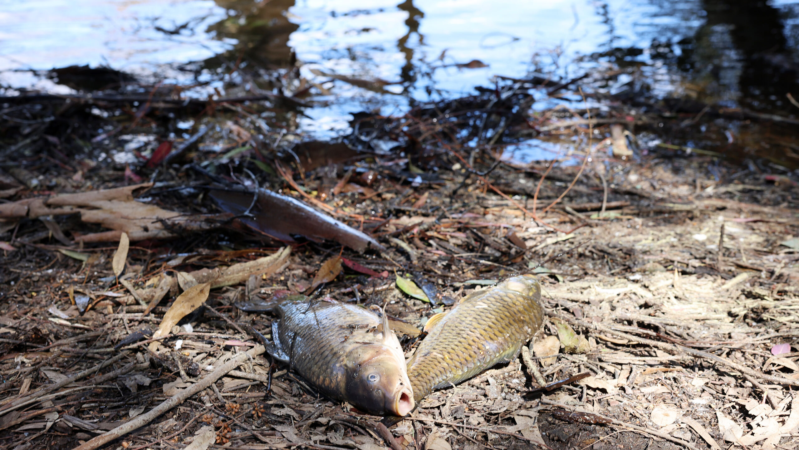 &Epsilon;&pi;ί &pi;&omicron;&delta;ό&sigmaf; &pi;έ&nu;&tau;&epsilon; &kappa;&rho;&alpha;&tau;&iota;&kappa;έ&sigmaf; &upsilon;&pi;&eta;&rho;&epsilon;&sigma;ί&epsilon;&sigmaf;: &Epsilon;&pi;&iota;&sigma;&tau;&eta;&mu;&omicron;&nu;&iota;&kappa;έ&sigmaf; &epsilon;&xi;&epsilon;&tau;ά&sigma;&epsilon;&iota;&sigmaf; &gamma;&iota;&alpha; &tau;&omicron;&upsilon;&sigmaf; &nu;&epsilon;&kappa;&rho;&omicron;ύ&sigmaf; &kappa;&upsilon;&pi;&rho;ί&nu;&omicron;&upsilon;&sigmaf; &sigma;&tau;&eta; &lambda;ί&mu;&nu;&eta; &Alpha;&theta;&alpha;&lambda;ά&sigma;&sigma;&alpha;&sigmaf;