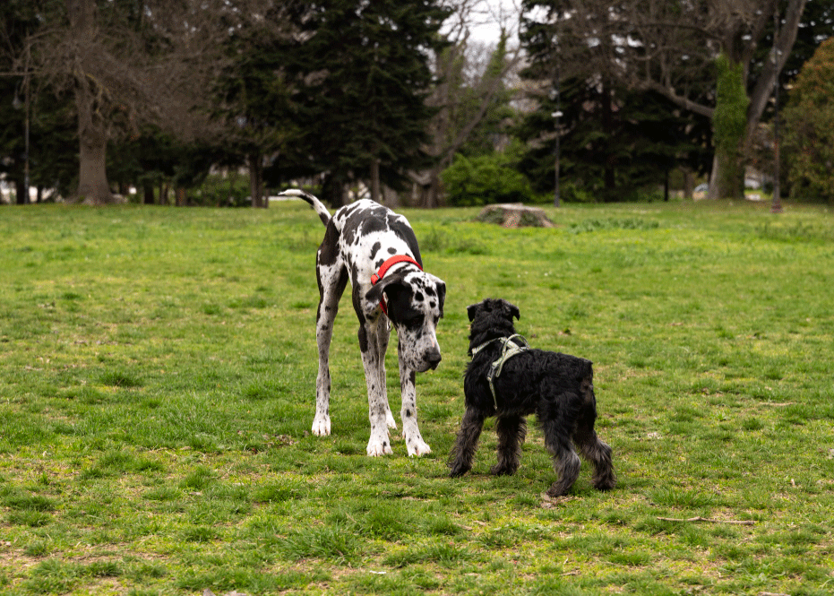 Πρέπει ο σκύλος να χαιρετά όλους στη βόλτα; Τι ισχύει πραγματικά