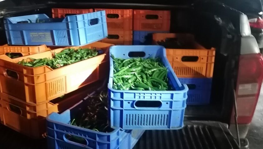 &Phi;&Omega;&Tau;&Omicron;: &Tau;&omicron;&upsilon;&rho;&kappa;&omicron;&kappa;ύ&pi;&rho;&iota;&omicron;&sigmaf; &phi;ό&rho;&tau;&omega;&sigma;&epsilon; 100 &kappa;&iota;&lambda;ά &pi;&iota;&pi;έ&rho;&iota;&alpha; &kappa;&iota; &epsilon;&pi;&iota;&chi;&epsilon;ί&rho;&eta;&sigma;&epsilon; &nu;&alpha; &tau;&alpha; &pi;&epsilon;&rho;ά&sigma;&epsilon;&iota; &alpha;&pi;ό &laquo;&tau;&rho;ύ&pi;&alpha;&raquo; &sigma;&tau;&omicron;&nu; Ά&gamma;&iota;&omicron; &Sigma;&omega;&zeta;ό&mu;&epsilon;&nu;&omicron;