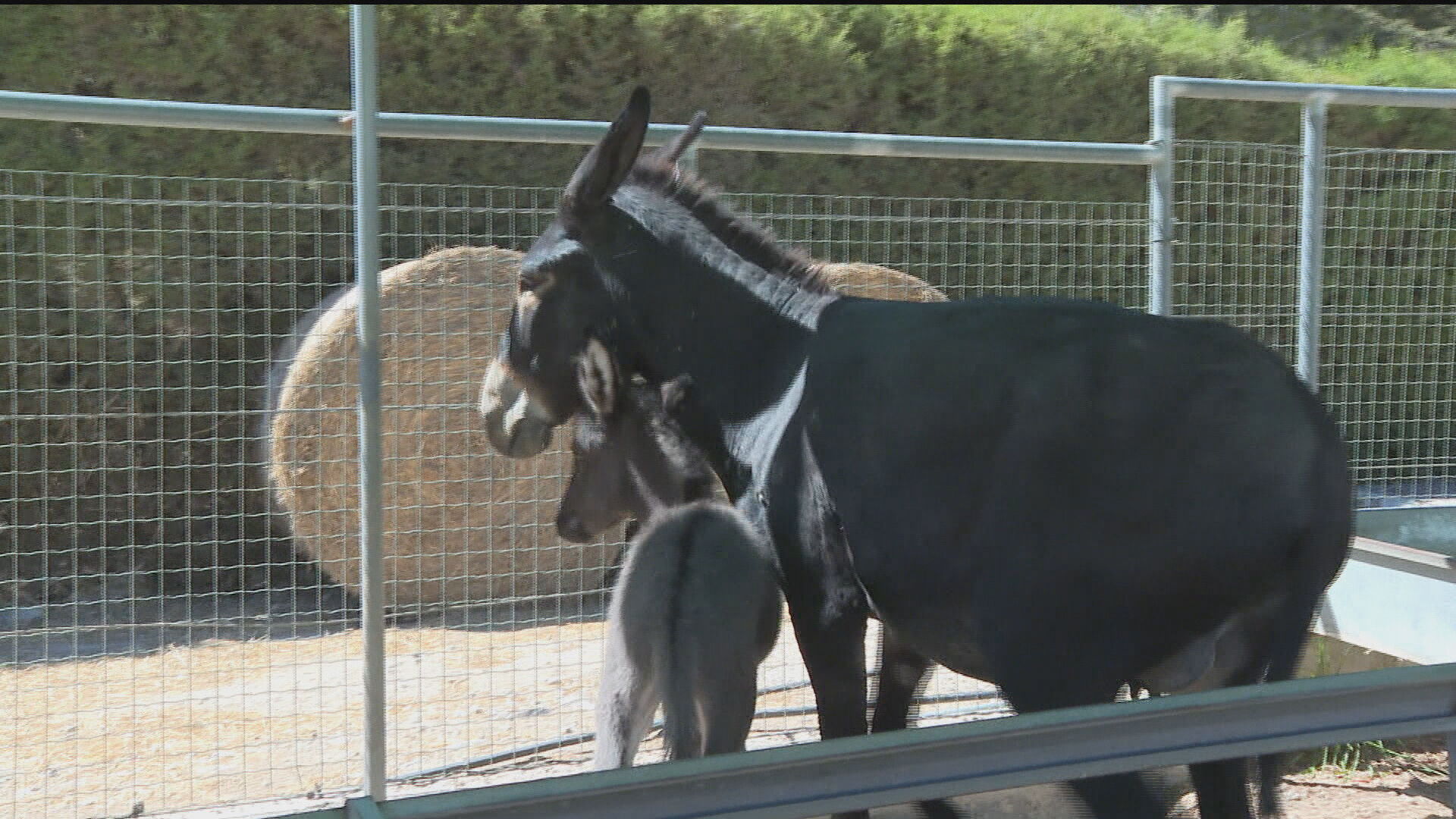 SOS για 50 γαϊδουράκια στην Πάφο: Σοβαρά ασθενής ο ιδιοκτήτης τους, στέρεψε ο σανός τους