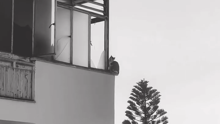ΒΙΝΤΕΟ: Καρέ καρέ η διάσωση γάτου που παγιδεύτηκε σε μπαλκόνι στη Λευκωσία