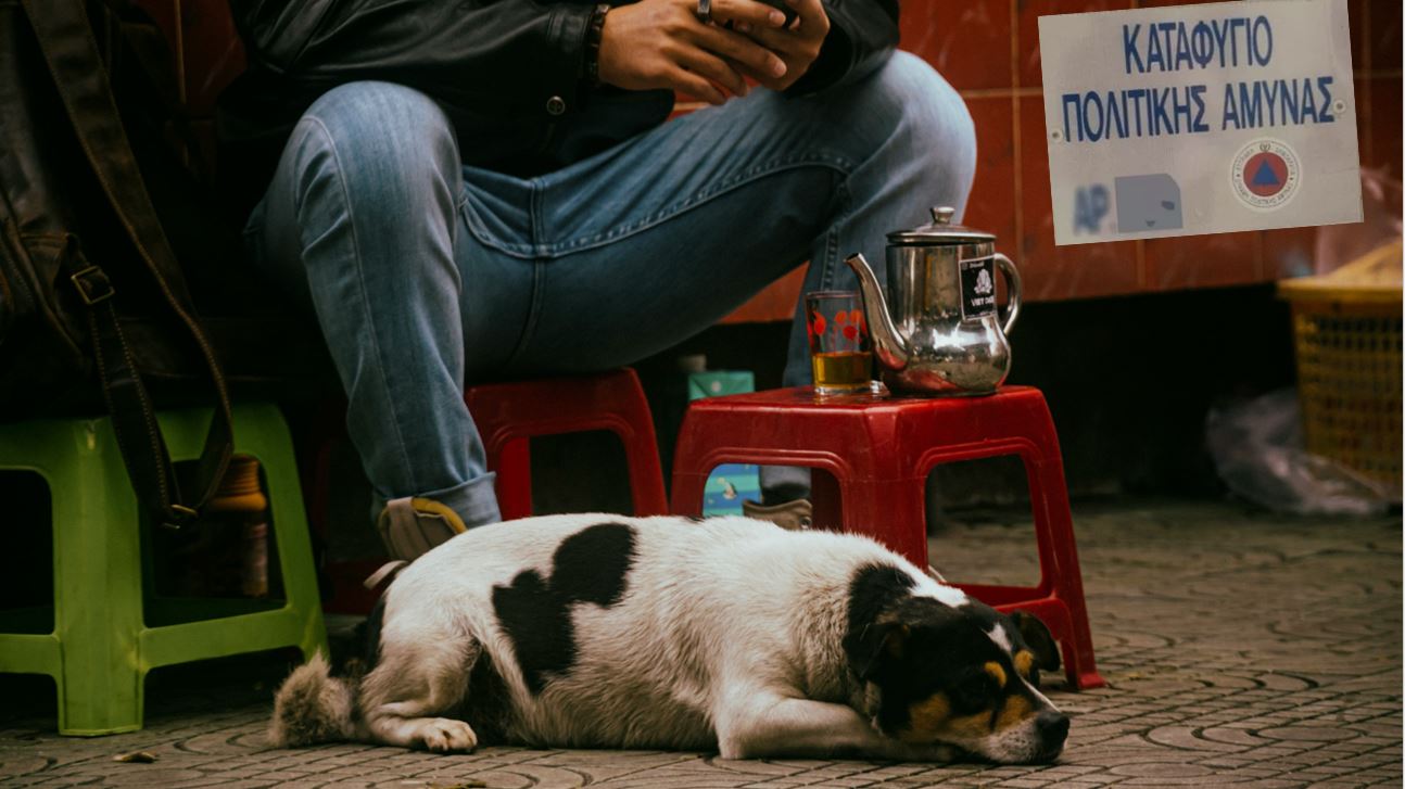 Η Παπά απαντά: Γιατί απαγορεύονται τα κατοικίδια στα καταφύγια και τι σκέφτονται
