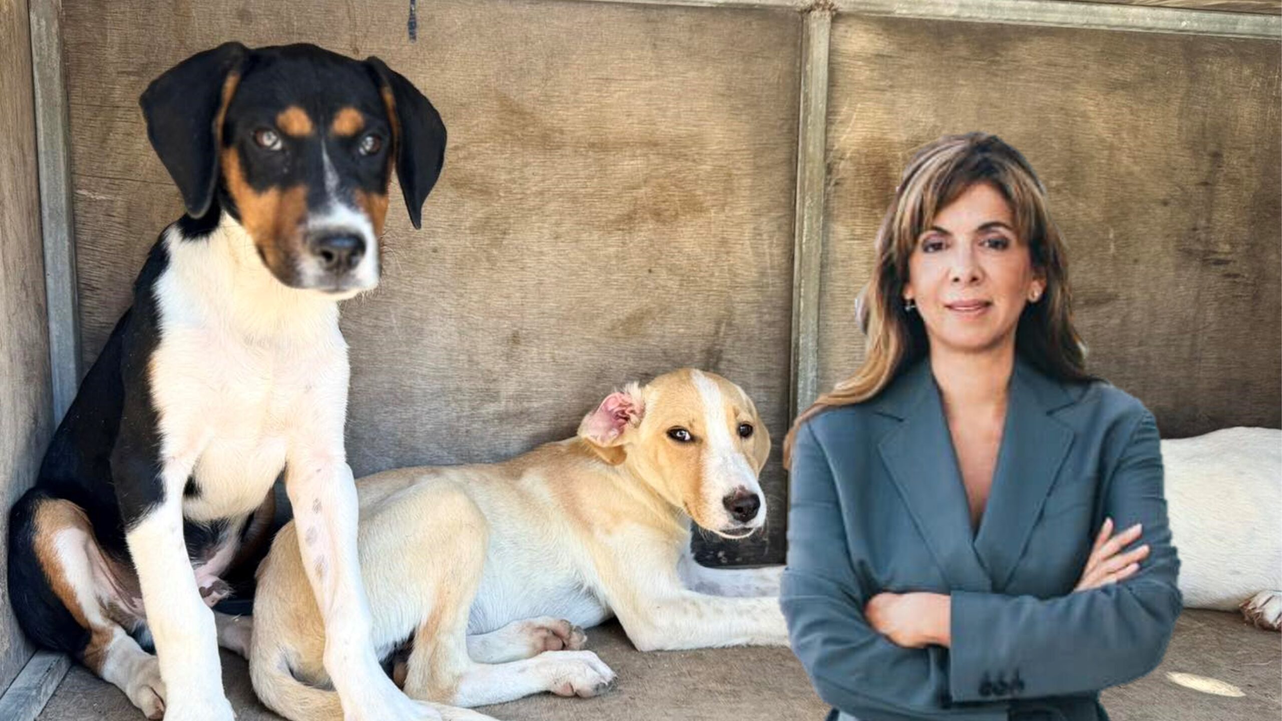 &laquo;&Delta;&epsilon;&nu; &mu;&pi;&omicron;&rho;&epsilon;ί &nu;&alpha; &phi;έ&rho;&epsilon;&iota; &tau;&eta; &sigma;&omega;&tau;&eta;&rho;ί&alpha;&raquo;: &Eta; &Nu;&alpha;&tau;ά&sigma;&alpha; &Mu;&iota;&chi;&alpha;&eta;&lambda;ί&delta;&omicron;&upsilon; &alpha;&nu;&alpha;&lambda;ύ&epsilon;&iota; &tau;&omicron; &laquo;stop&raquo; &tau;&eta;&sigmaf; &Beta;&omicron;&upsilon;&lambda;ή&sigmaf; &sigma;&tau;&iota;&sigmaf; &theta;&alpha;&nu;&alpha;&tau;ώ&sigma;&epsilon;&iota;&sigmaf; &upsilon;&gamma;&iota;ώ&nu; &sigma;&kappa;ύ&lambda;&omega;&nu;