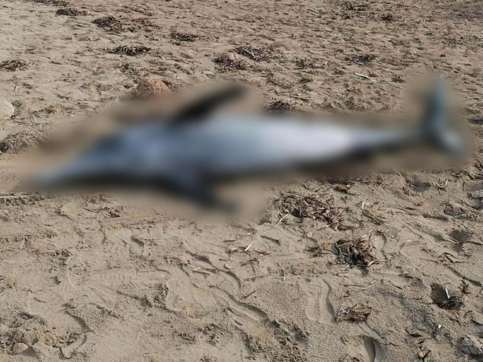 ΦΩΤΟ: Αναστάτωση στην παραλία του Φάρου, πολίτες εντόπισαν νεκρό δελφίνι