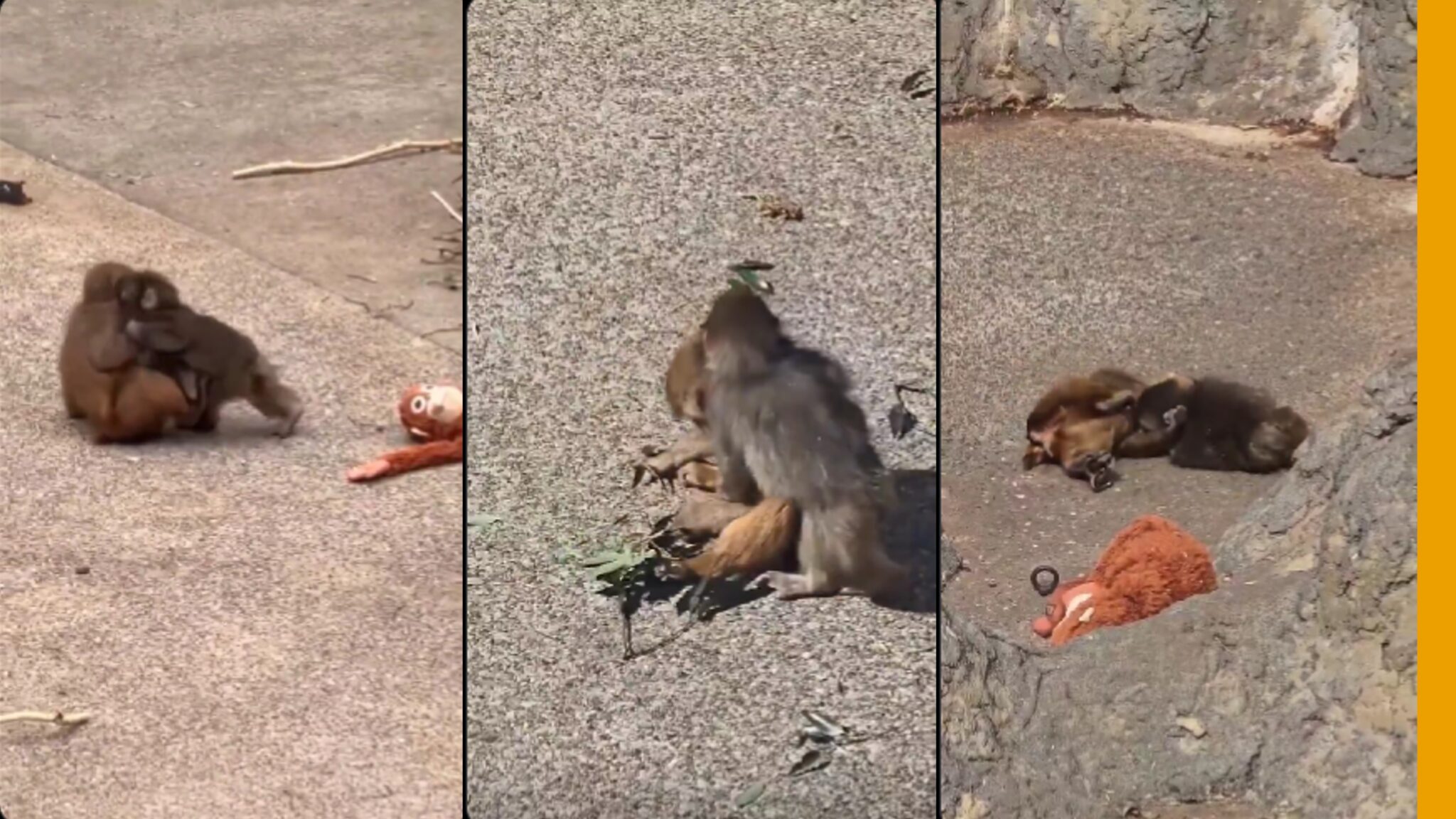 ΒΙΝΤΕΟ: Ο μικρός πίθηκος Punch που έγινε viral βρήκε αποδοχή, συντροφιά και τρυφερή αγκαλιά