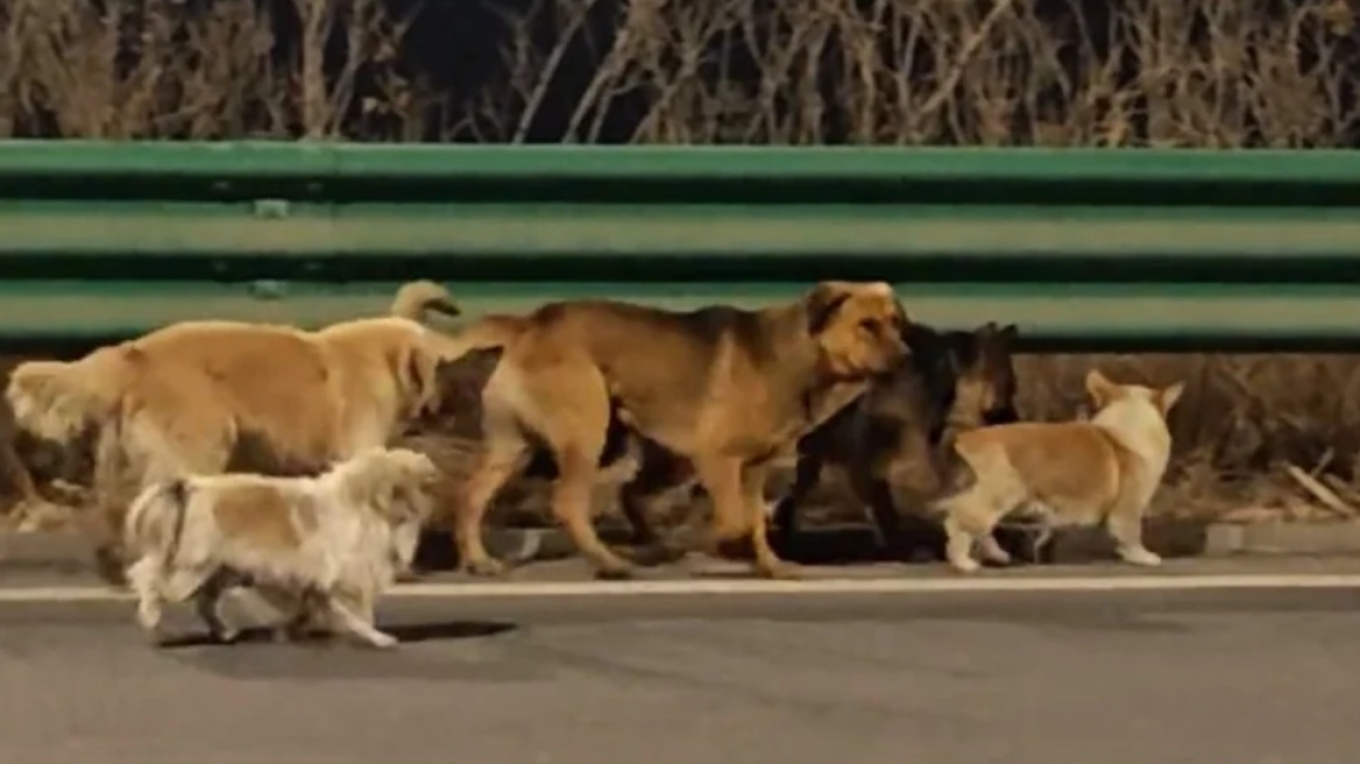 Κίνα: Viral το βίντεο με τα επτά σκυλιά που δραπέτευσαν πριν φαγωθούν