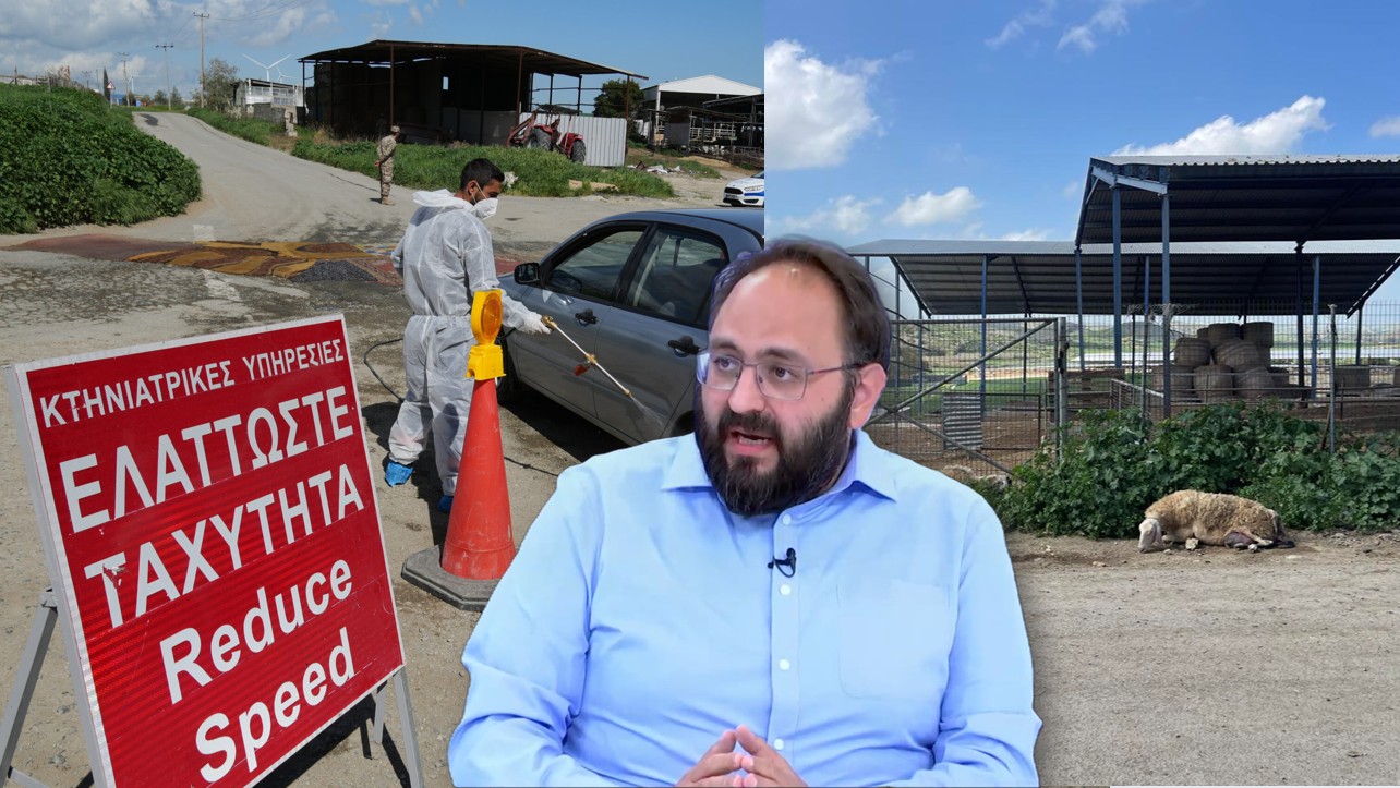 «Είναι εγκληματικές»: Οι παράνομες μετακινήσεις ζώων ο Νο1 κίνδυνος για εξάπλωση του αφθώδους πυρετού