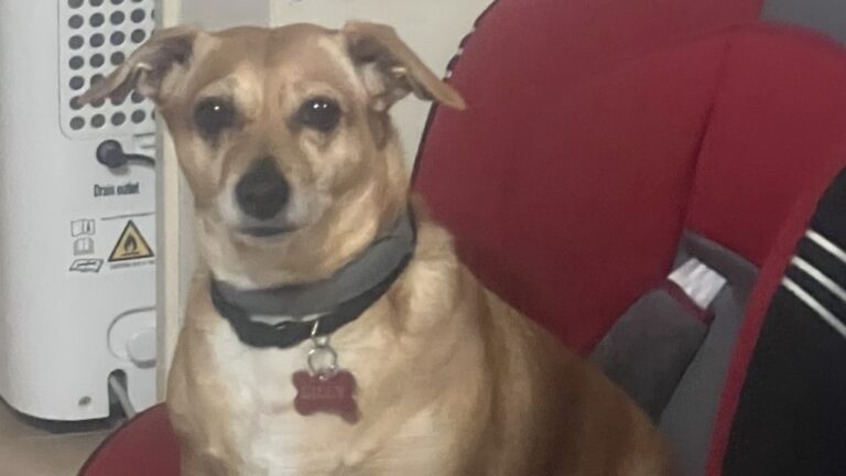 Ατιμώρητοι οι δολοφόνοι της «Λίλλυ»: Έβαλαν δηλητήριο δίπλα από παιχνίδια 4χρονου παιδιού