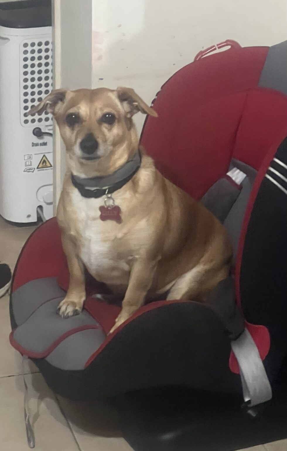 Ατιμώρητοι οι δολοφόνοι της «Λίλλυ»: Έβαλαν δηλητήριο δίπλα από παιχνίδια 4χρονου παιδιού