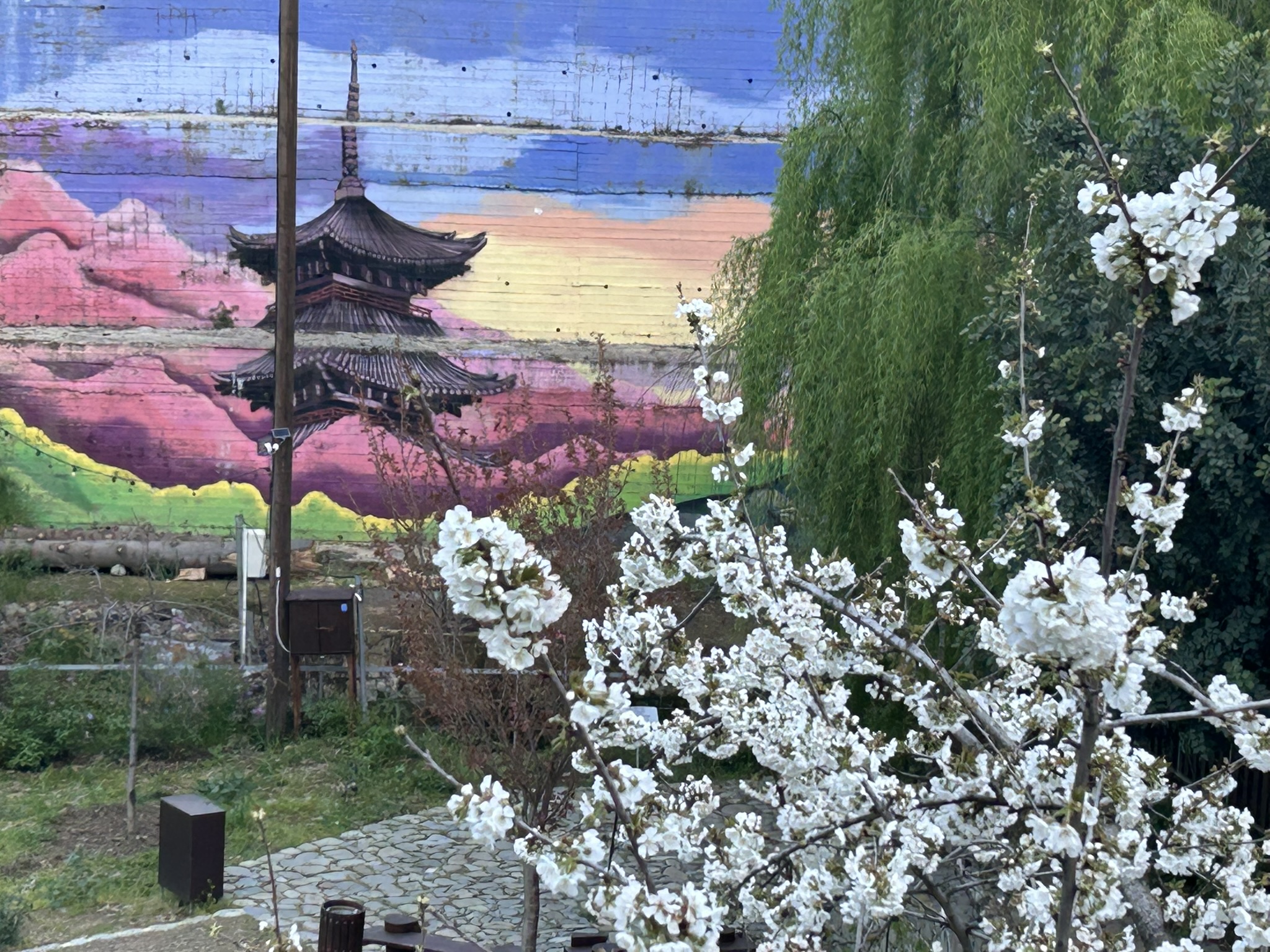 Το φαινόμενο των Sakura στον Κάμπο: Μια αξέχαστη εμπειρία