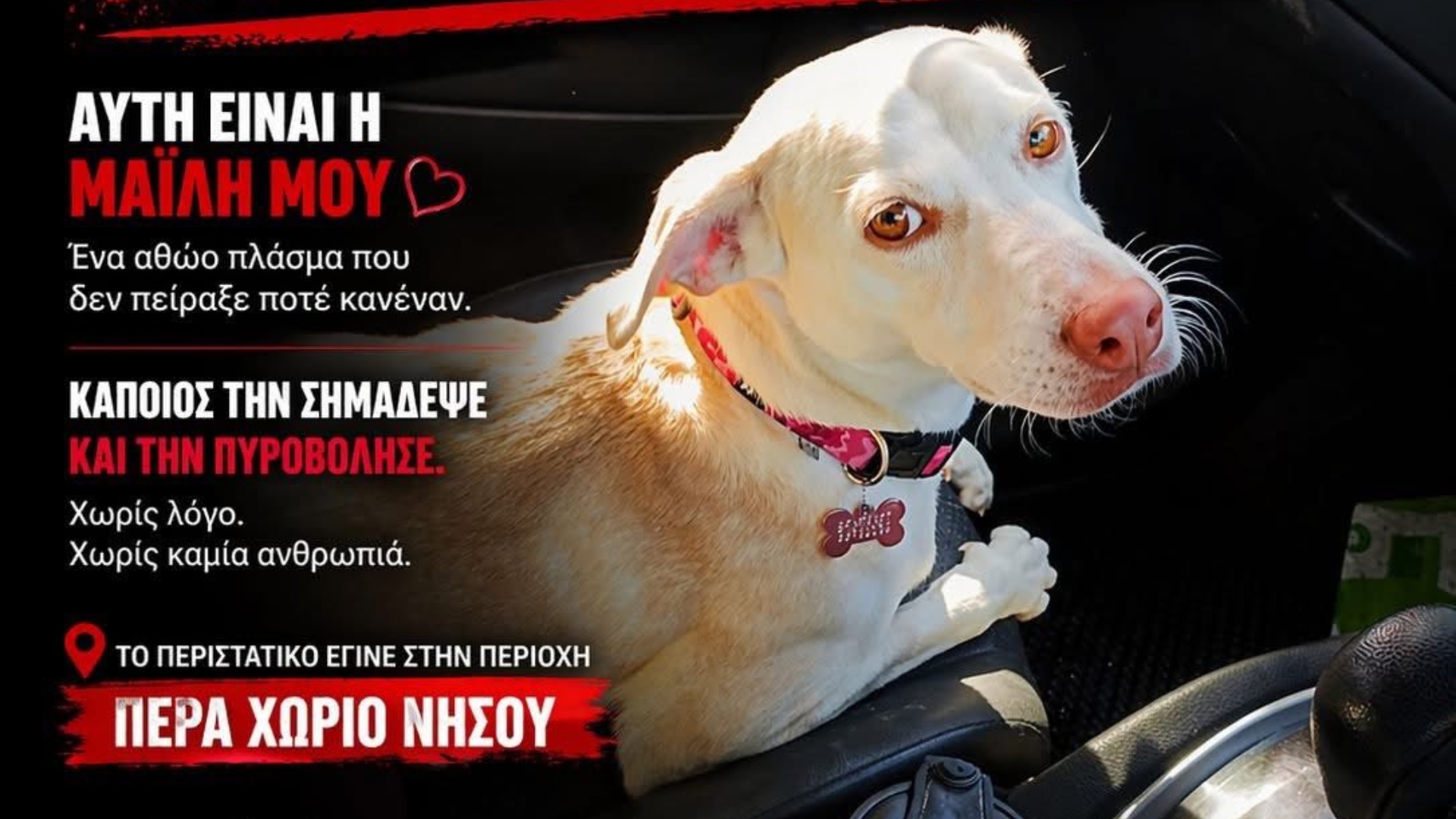 Πυροβόλισαν την «Μάϊλη»: Άγρια κακοποίηση σκυλίτσας στην επαρχία Λευκωσίας