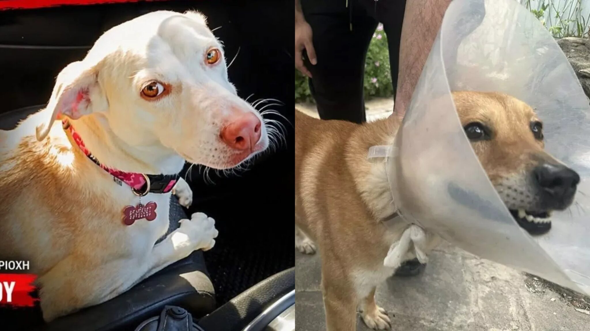 «Δεν το σηκώνει κανείς»: Τι καταγγέλλουν οι κηδεμόνες του Rocky και της Μάιλη για την Αστυνομία ζώων