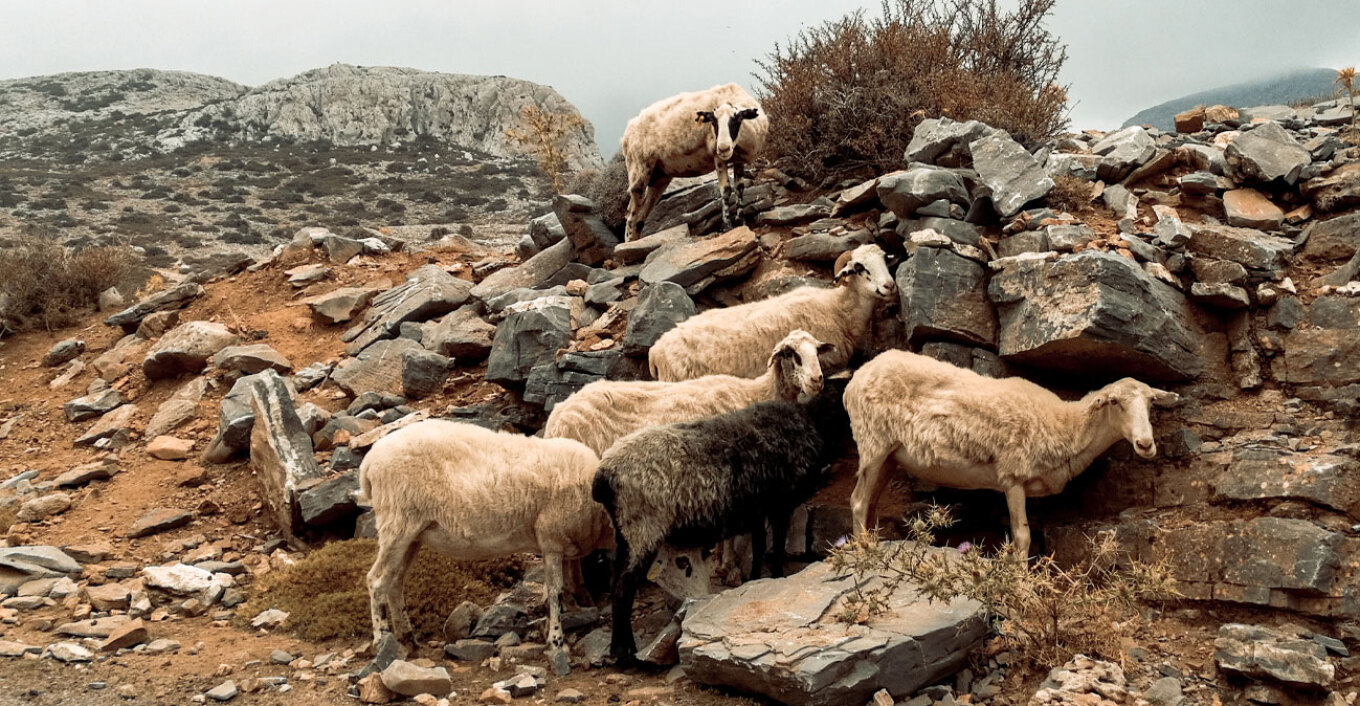 Νεκρά πρόβατα εντοπίστηκαν σε πλαγιά στην Πτελέα Κοζάνης