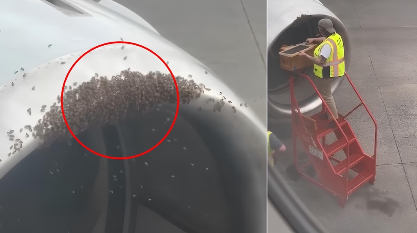 Απρόσμενο «μπλόκο» σε πτήση: Αποκαλύφθηκε κυψέλη μελισσών μέσα στον κινητήρα αεροσκάφους (ΒΙΝΤΕΟ)