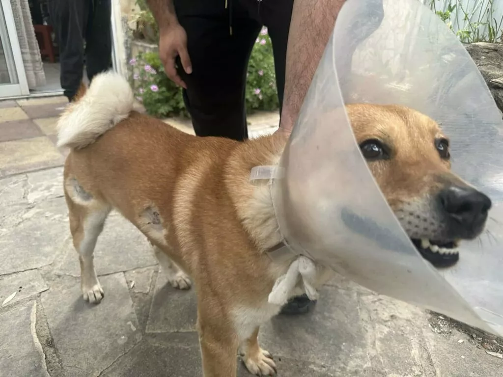 &Delta;&epsilon;&nu; &epsilon;ί&nu;&alpha;&iota; &mu;ό&nu;&omicron; &eta; &sigma;&kappa;&upsilon;&lambda;ί&tau;&sigma;&alpha; &laquo;&Mu;ά&iota;&lambda;&eta;&raquo;: &Pi;&upsilon;&rho;&omicron;&beta;ό&lambda;&eta;&sigma;&alpha;&nu; &kappa;&alpha;&iota; &tau;&omicron;&nu; Rocky, &pi;&lambda;&eta;&rho;&omicron;&phi;&omicron;&rho;ί&epsilon;&sigmaf; &gamma;&iota;&alpha; &alpha;&kappa;ό&mu;&eta; &delta;ύ&omicron; &pi;&epsilon;&rho;&iota;&sigma;&tau;&alpha;&tau;&iota;&kappa;ά (&Phi;&Omega;&Tau;&Omicron;)