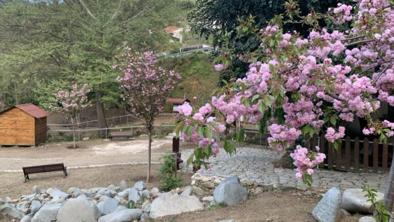 ΦΩΤΟ: Άνθισαν οι ιαπωνικές κερασιές στον Κάμπο της Τσακκίστρας, μαγευτικό το ανοιξιάτικο θέαμα