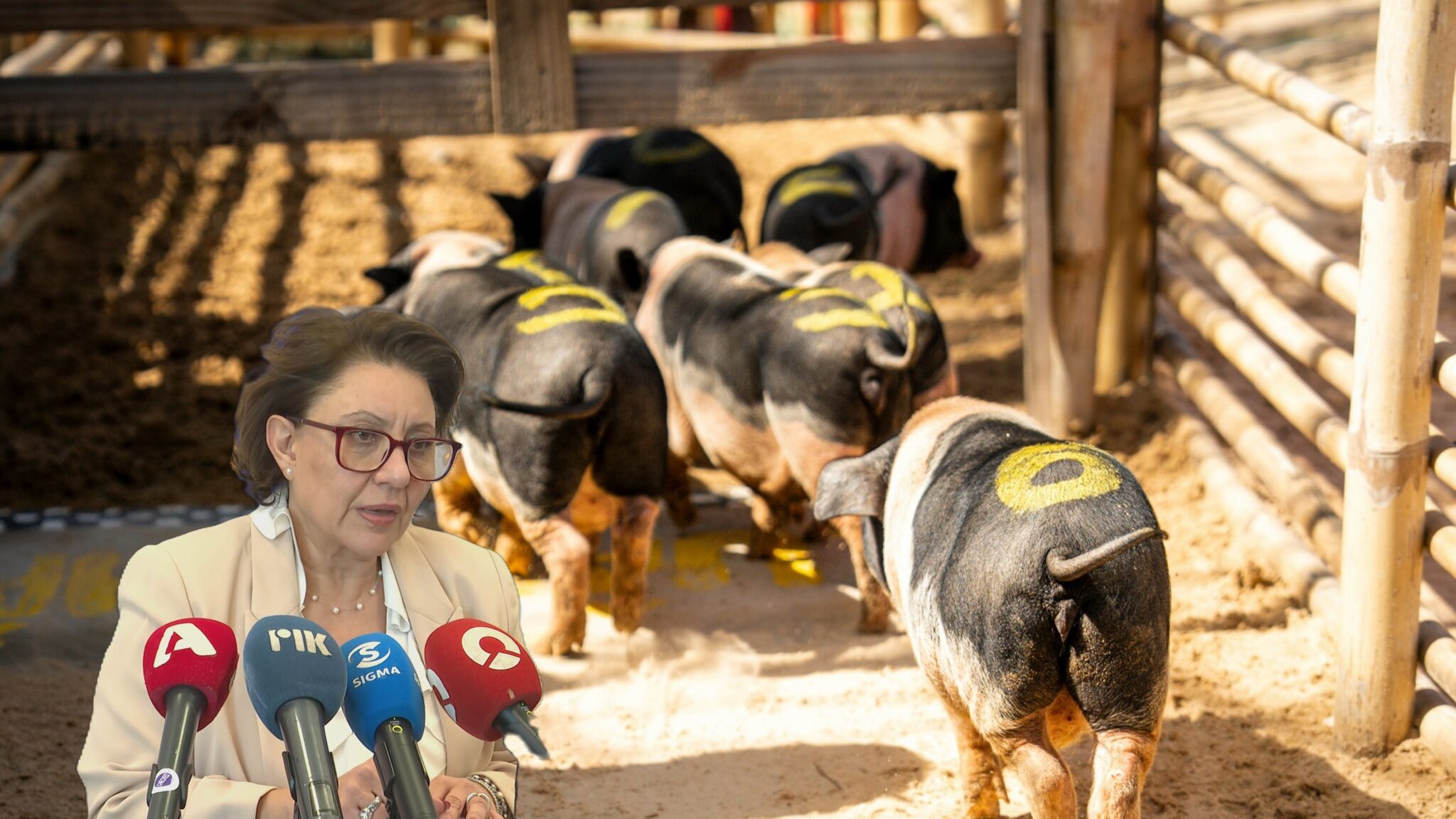 «Είναι πάρα πολύ δύσκολη δουλειά»: Έτσι θα θανατωθούν οι 4,000 χοίροι που νοσούν με αφθώδη πυρετό