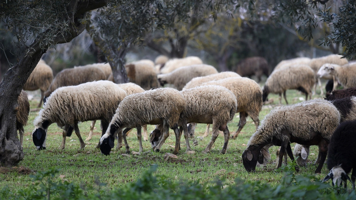 Στα 48 τα κρούσματα αφθώδους πυρετού στη Λέσβο