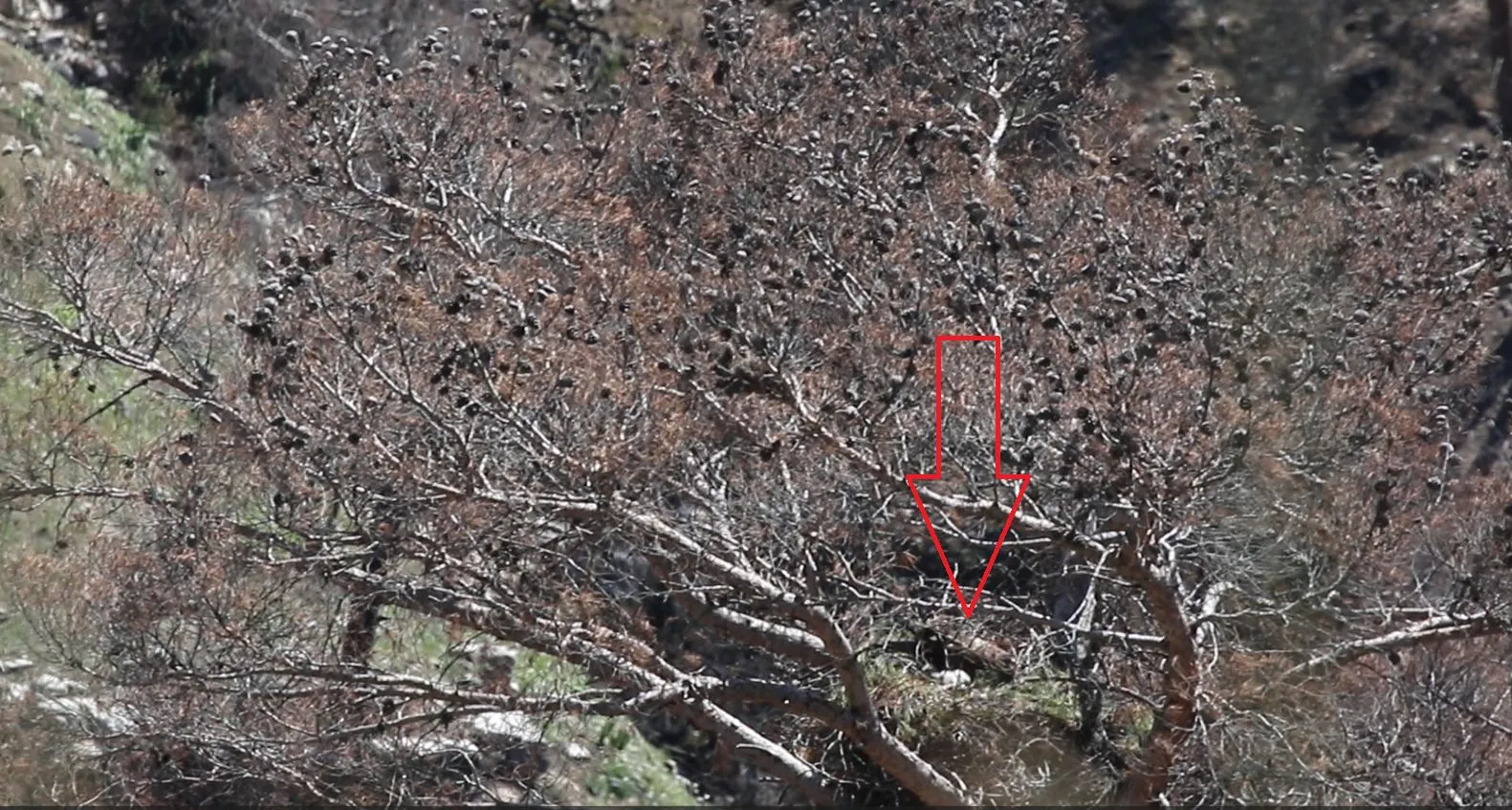 Γιατί το ζεύγος σπιζαετών επέλεξε να φωλιάσει σε καμένο πεύκο μετά τη φονική πυρκαγιά