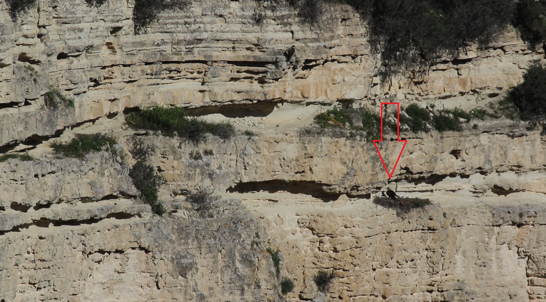 Ιστορία ελπίδας μέσα στις στάχτες στη Λεμεσό: Ζεύγος σπιζαετών έχτισε φωλιά σε καμένο πεύκο (ΦΩΤΟ/ΒΙΝΤΕΟ)