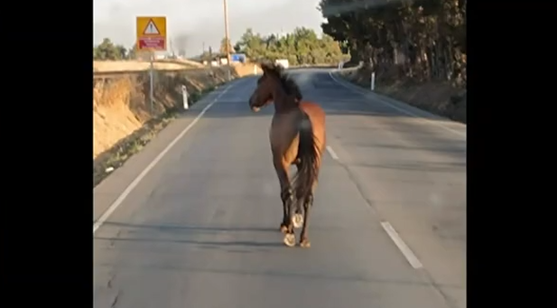ΦΩΤΟ: Άλογο κόβει βόλτες αμέριμνο στους δρόμους της Πάφου