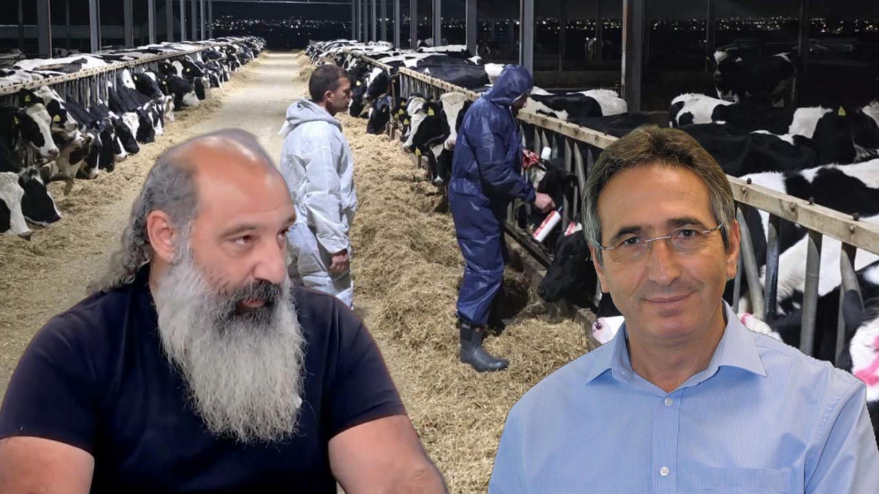 Αφθώδης πυρετός: Καταγγελίες για «πετσοκόψιμο» στις αποζημιώσεις, τι απαντάει το Υπ. Γεωργίας